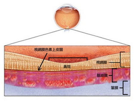 屈光矯視,?，斎鹨曆劭?上海眼科醫(yī)院