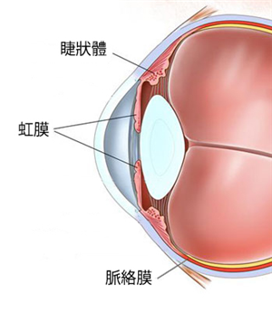 眼表眼角膜,?，斎鹨曆劭?上海眼科醫(yī)院